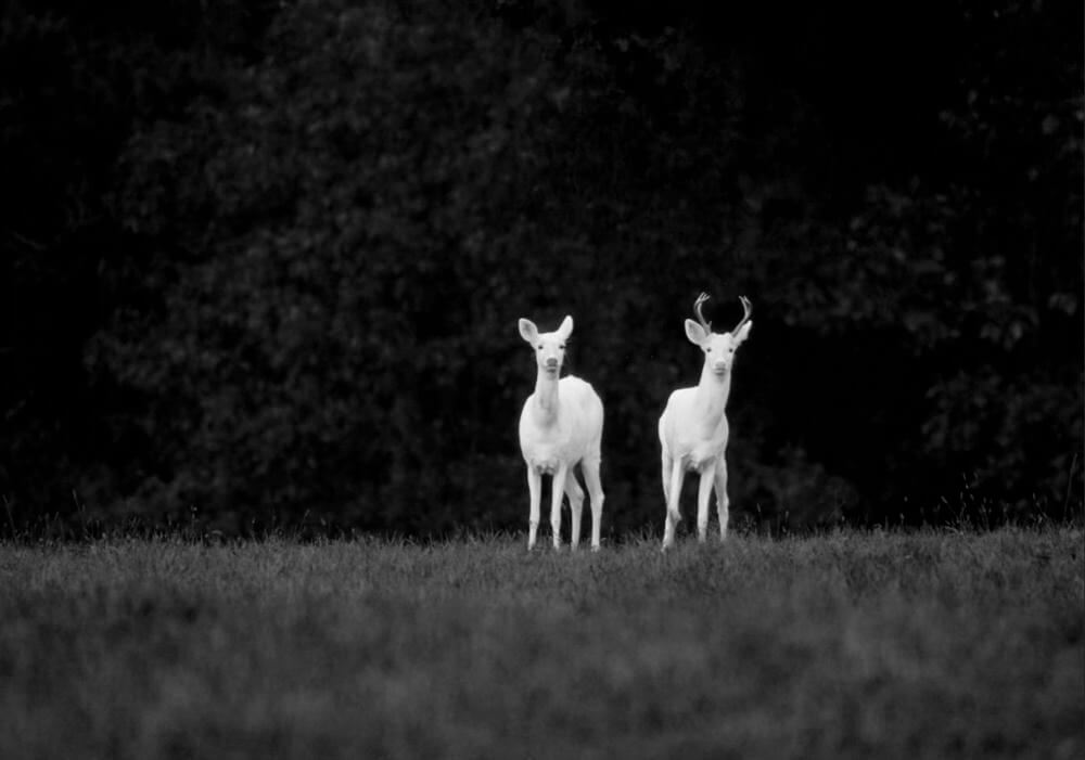 Albino doe and buck White Deer at Edenwood Ranch