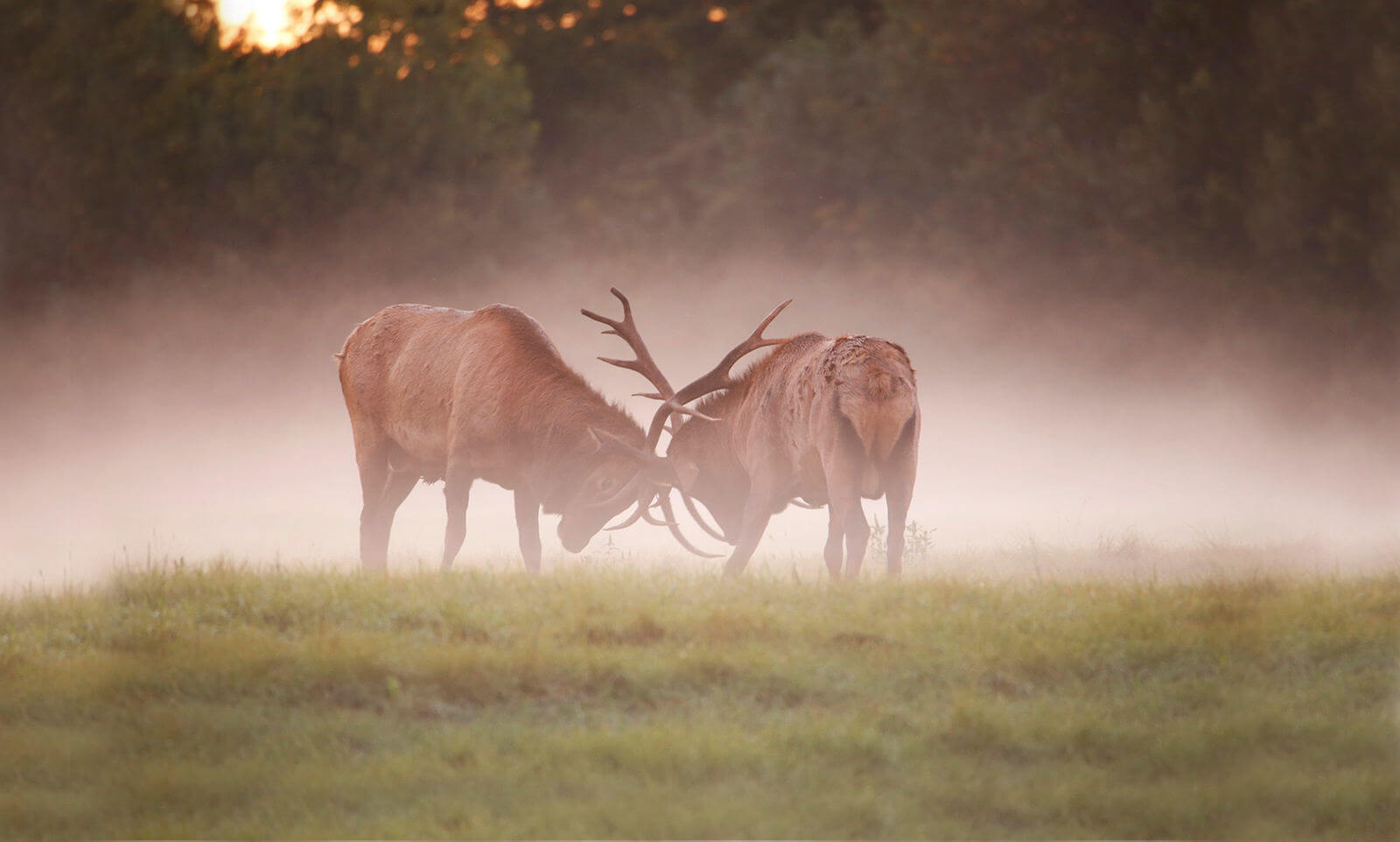 Bull Elk Fight captured by iNET photographers