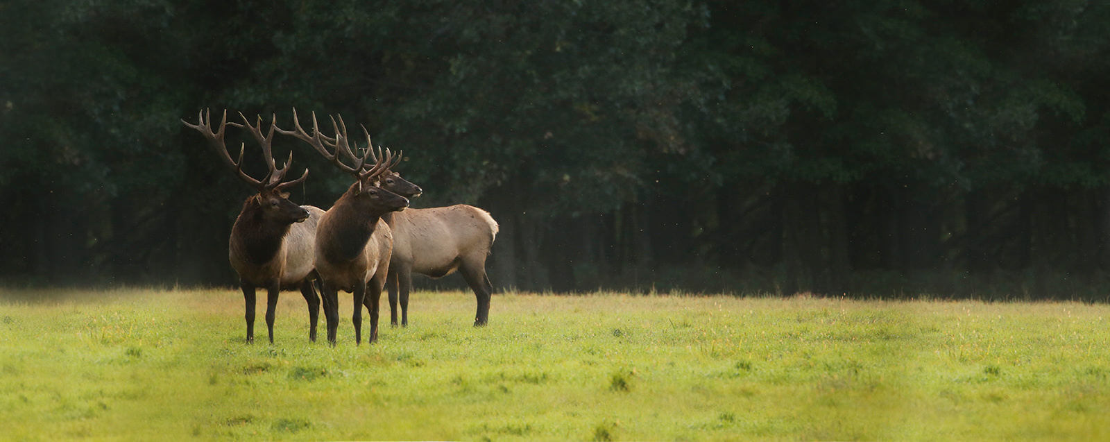 Edenwood Wildlife marketing photography