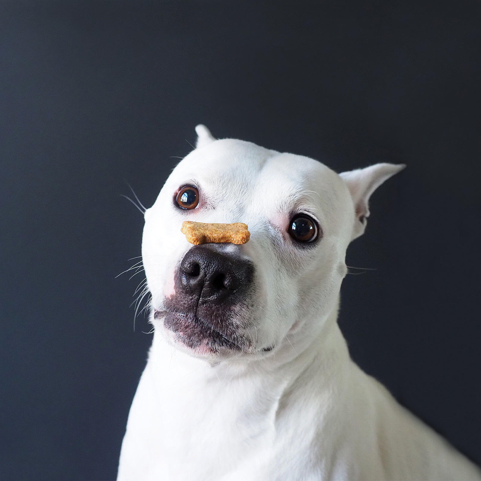Ike Bites Dog Treats is a nonprofit that uses iNET marketing photography to raise money for special needs individuals
